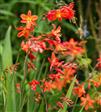 Montbretia Stauder