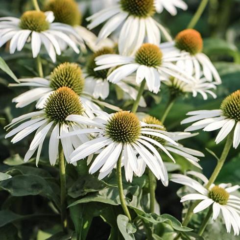 solhat__echinacea_purpurea_baby_swan_white