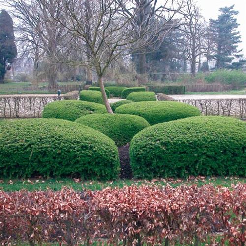 gedeblad__stedsegrøn__1525_cm_med_potte__lonicera_nitida_maigrün__