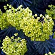 vortemælk__euphorbia__characias_wulfenii_
