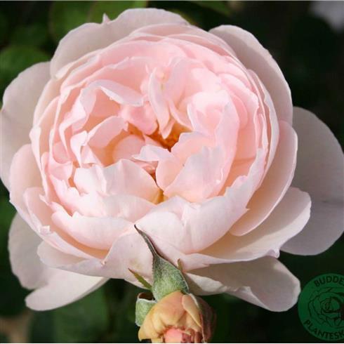 gentle_hermione__rosa__engelsk_rose_