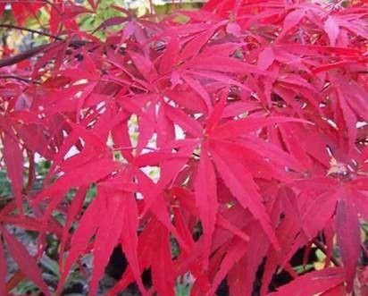 japansk_rød_bladet_spidsløn__150-200_cm__leveres_med_potte_eller_klump___acer_platanoides__