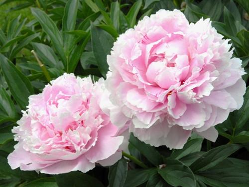 bonderose__rosafarvet__pæon__silkepæon__knolden_leveres_i_potte_eller_klump__lactiflora_sarah_bernhardt_