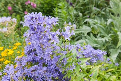 mælkeklokke__campanula__lactiflora_