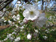japansk_kirsebær__shirotae__prunus_serrulata_shirotae__vaseformet__haveplanter_allétræer_