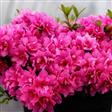Tilbud Azalea Rhododendron