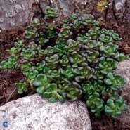 stenurt__sedum__oreganum_