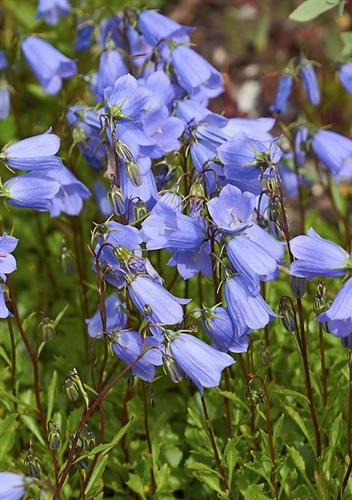 mÆlkeklokke__campanula__cochleariifolia_