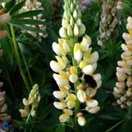 lupin__lysegul__lupinus__chandelier_