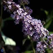 sommerfuglebusk__ile_de_france__2050_cm_med_p9_potte__buddleja_davidii_