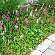 tæppepileurt__persicaria__affinis__darjeeling_red_