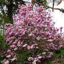 stjernemagnolie__leonard_messel__hvidrosa__80100_cm_med_potte_eller_klump__magnolia__