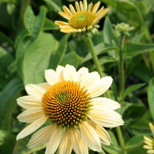 solhat__echinacea_mellow_yellows