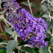 sommerfuglebusk__lochnich__lysviolet__buddleja_davidii__