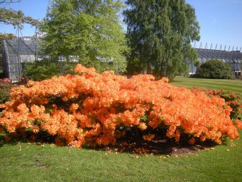 rhododendron__gulorange__4050_cm_med_potte_eller_klump__luteum__sunte_nectarine__