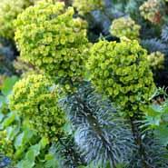 vortemælk__euphorbia__characias_wulfenii_