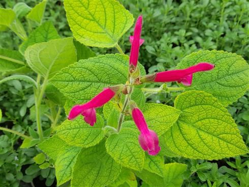 frugtsalvie__salvia_dorisiana_