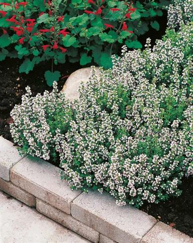 havetimian__thymus_vulgaris_compactus