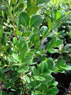 buksbom__småbladet__buxus_sempervirens_microphylla__haveplanter_