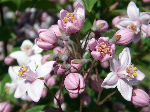 stjernetop__mont_rose__deutzia_