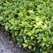 vinterglans__pachysandra__terminalis__