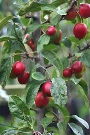 paradisæble__hilleri__malus__haveplanter__