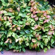 bispehue__epimedium__versicolor_