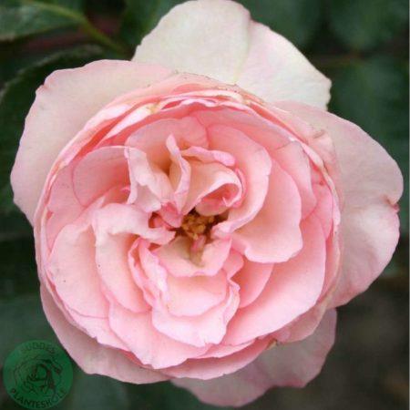 mini_eden_rose__rosa__slyngroser__