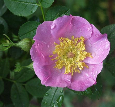 karolinarose__rosa_carolina_indabes__