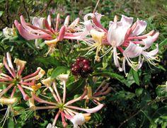 kaprifolia__periclymenum__belgica_select__rosa_med_cremehvid__leveres_med_potte__caprifolium_lonicera__