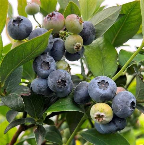 blåbær__elliot__leveres_i_potte__frugtbusk__mellemstore_blåsorte_bær_med_mørkt_kød__modnes_når_de_er_7-8_måneder__mp-34__vaccinium_corymbosum__