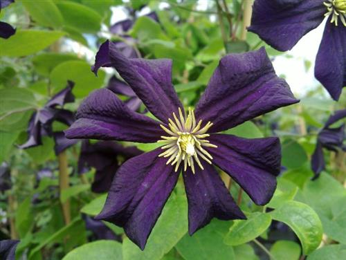 clematis__viticella__romantika__mørk_violet__leveres_med_potte__storblomstrende__mp-34_