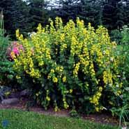 fredløs__prikbladet__gule_blomster__lysimachia__punctata_