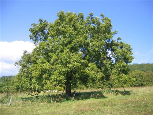 valnød__danske_juglans_regia_jupiter__løvtræer_hegnsplanter_læhegn_haveplanter_allétræer_
