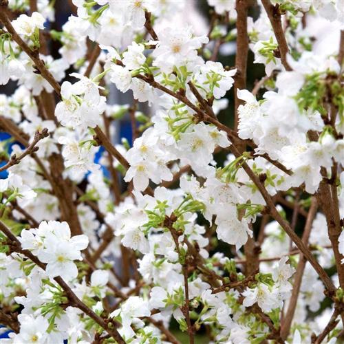 japansk_kirsebær__brilliant__5080_cm_med_p9_potte__prunus_kurilensis_
