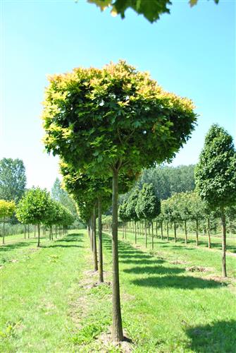 sump_eg__dværg__podet_på_80_cm_stamme__salgshøjden_er_ca__100_cm_med_potte_eller_klump__quercus_pal_green_dwaef_