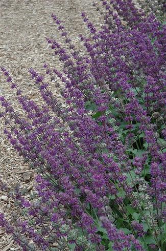kranssalvie__salvia_verticillata