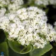 kinesisk_sankthans_urt__hvide_blomster__sedum__spectabile__stardust_