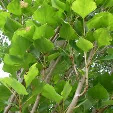 poppel__søjle__populus_nigra_italica__allétræer_haveplanter_