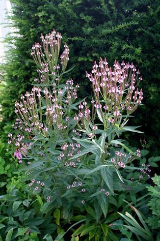 spydverbena__verbena_hastata