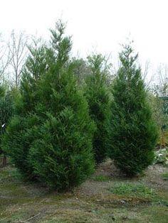 thuja__plicata_atrovirens__søjle__