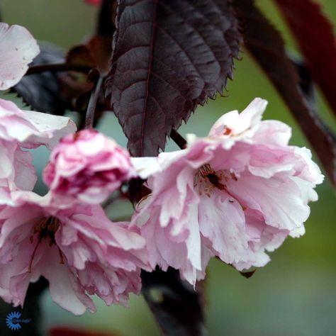 japansk_kirsebær__royal_burgundy__prunus_serrulata_royal_burgundy__vaseformet__haveplanter_allétræer