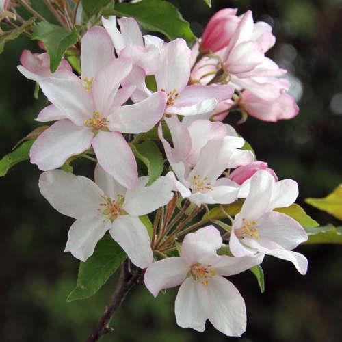 paradisæble__red_obelisk__lyserøde_blomster_med_en_mørkere_pink_kant__dybrøde_frugter__red_obelisk_malus__