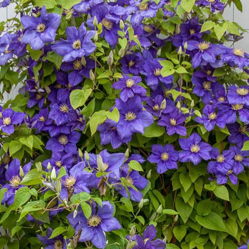 clematis__general_sikorski__dyb_blå_med_gule_støvdragere__leveres_med_potte__storblomstrende__mp-34_