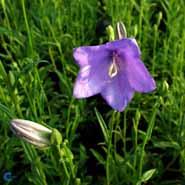 campanula__smalbladet_klokke__lys_lilla__persicifolia_coerulea_