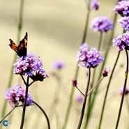 verbena__lys_lilla_blomster__bonariensis_