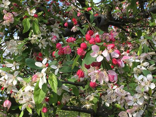 paradisæble__golden_hornet__malus__haveplanter__