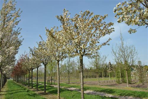 japansk_kirsebær__ukon__prunus_serrulata__