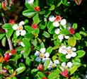 Cotoneaster Bunddækkeplanter