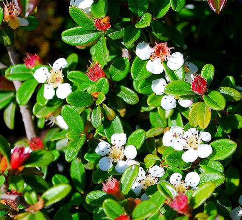 dværgmispel__dammeri__1025_cm_med_potte__cotoneaster_dammeri__skogholm__